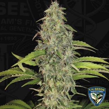 S.A.G.E. CBD feminizada de T.H. Seeds - Grow Barato