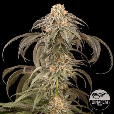 Purple Afghan Kush Dinafem feminizada - Grow Barato