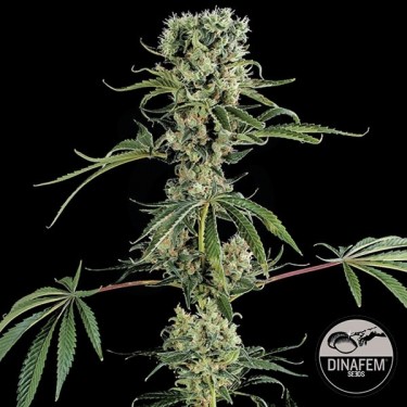 Moby Dick 2 cannabis plant