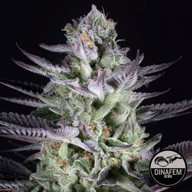 Semillas Blueberry Cookies de Dinafem Seeds - Grow Barato