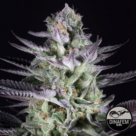 Semillas Blueberry Cookies de Dinafem Seeds - Grow Barato