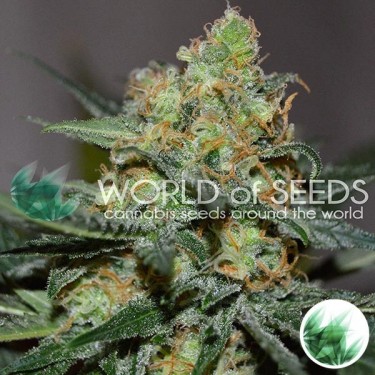 Afghan Kush x Skunk de World of Seeds - Grow Barato
