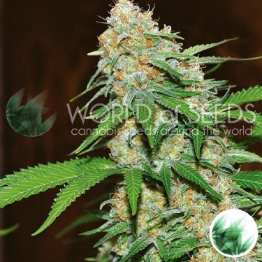Mazar X Branco Rhino de Mundo de Sementes - Crescer Barato