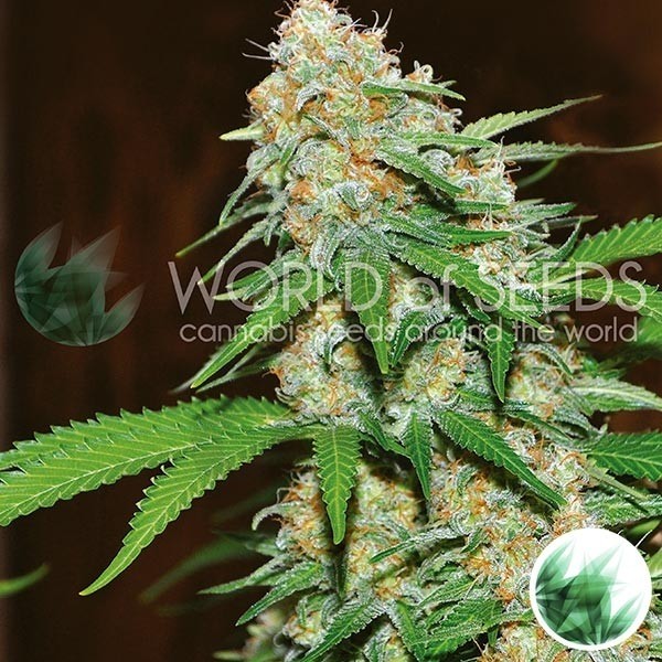 Mazar X Branco Rhino de Mundo de Sementes - Crescer Barato