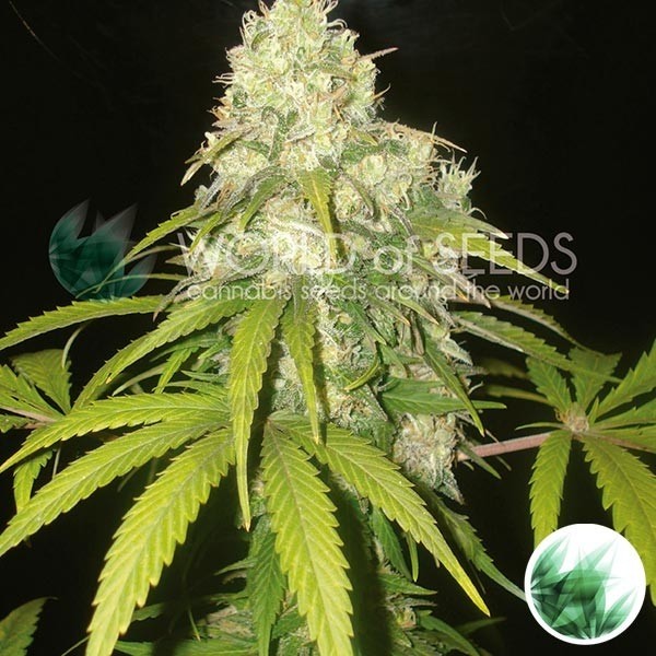 Afghan Kush x Yumbolt Plante de marijuana