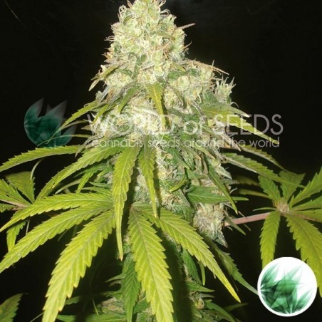 Afghan Kush x Yumbolt Cannabis Plant Afghan Kush x Yumbolt Cannabis Plant