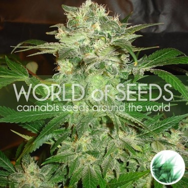 Mazar Kush de World of Seeds feminizada - Grow Barato