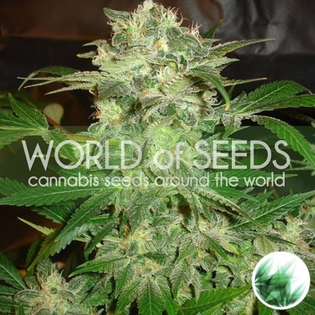 Mazar Kush de World of Seeds feminizada - Grow Barato Mazar Kush de World of Seeds feminizada - Grow Barato