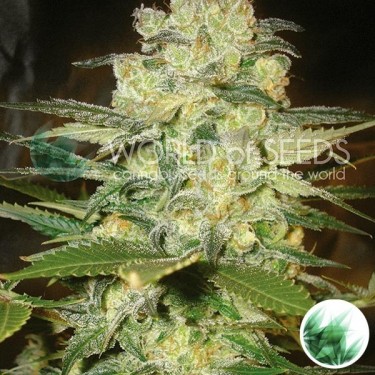 Afghan Kush x White Widow World Of Seeds - Grow Barato