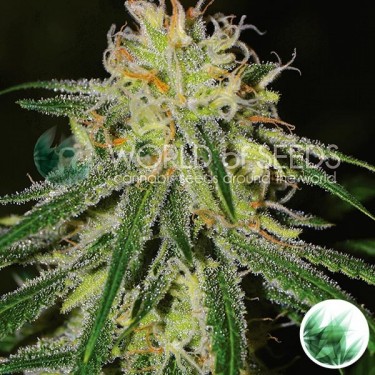 Amnesia cannabis strain