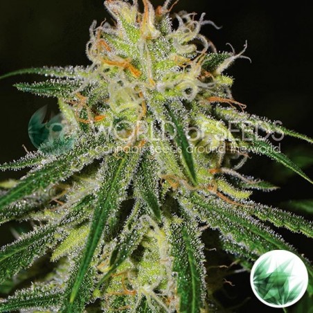 Amnesia di World Of Seeds femminilizzata. Amnesia di World Of Seeds femminilizzata.