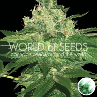 Planta afegã Kush Marijuana