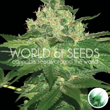 Planta afegã Kush Marijuana Planta afegã Kush Marijuana