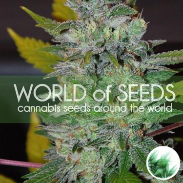 Space de World of Seeds feminizadas - Grow Barato