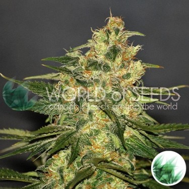 Ketama cannabis plant