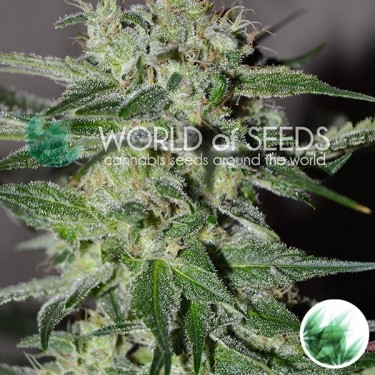 Pakistan Valley of World of Seeds feminized - Grow Barato