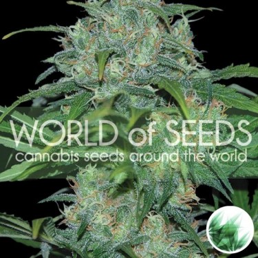 Wild Thailand marijuana plant