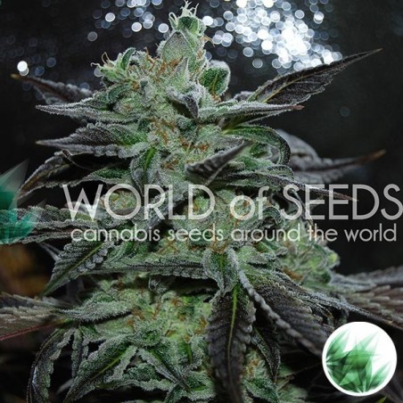 Strawberry Blue marijuana plant Strawberry Blue marijuana plant