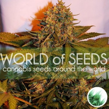 Northern Light x Big Bud Auto de WOS - Grow Barato