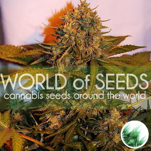 Northern Light x Big Bud Auto de WOS - Grow Barato