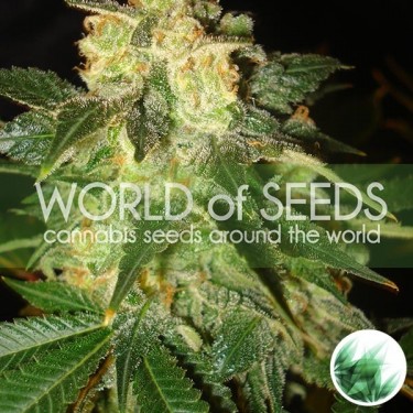 Pakistan Ryder Auto de World of Seeds - Grow Barato
