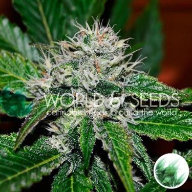 Amnesia Ryder de World of Seeds feminizada - Grow Barato