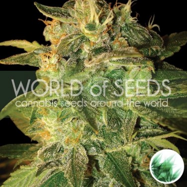 Sugar Mango Ryder Auto de World Of Seeds - Grow Barato