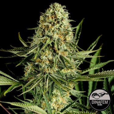 Critical Cheese de Dinafem Feminizada - Grow Barato