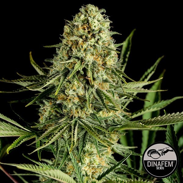 Critical Cheese de Dinafem Feminizada - Grow Barato