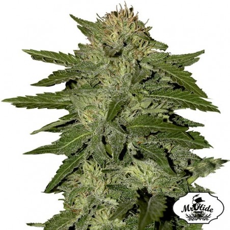 Auto White Widow Auto White Widow