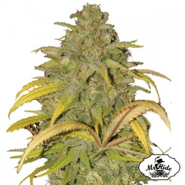 Auto Northern Cream semillas de Mr Hide Seeds - Grow Barato