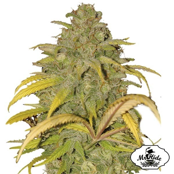Auto Northern Cream semi di Mr Hide Seeds.