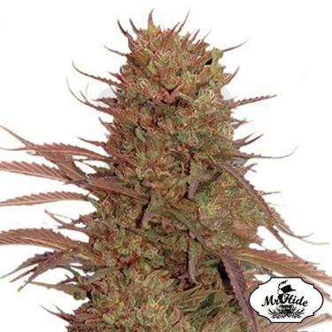 Auto Cream Mass semillas de Mr Hide Seeds - Grow Barato