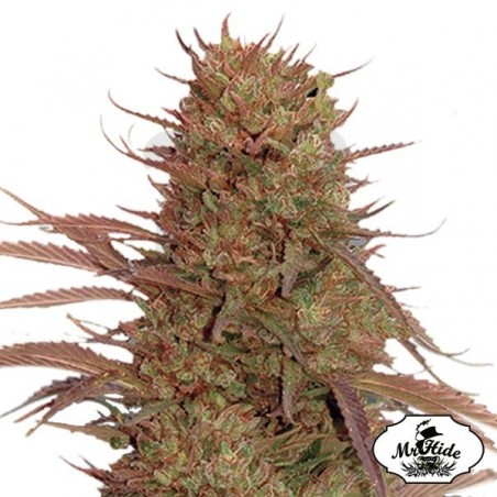 Auto Cream Mass semillas de Mr Hide Seeds - Grow Barato Auto Cream Mass semillas de Mr Hide Seeds - Grow Barato