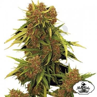 Auto Kritical Red - Mr Hide Seeds - hembra - Grow Barato