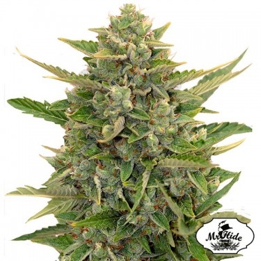 Auto Amnesia - Mr Hide Seeds - 100% hembra - Grow Barato