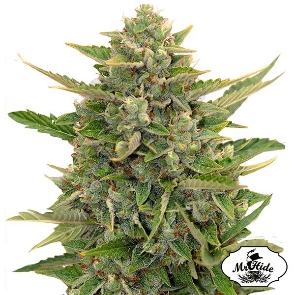 Auto Amnesia del banco Mr Hide Seeds.