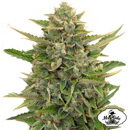 Auto Amnesia - Mr Hide Seeds - 100% hembra - Grow Barato Auto Amnesia - Mr Hide Seeds - 100% hembra - Grow Barato
