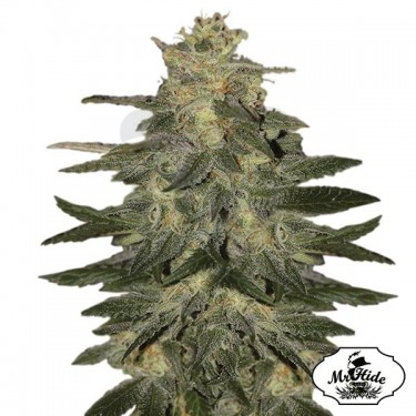 Auto Mazar Blue - Mr Hide Seeds - feminizada - Grow Barato