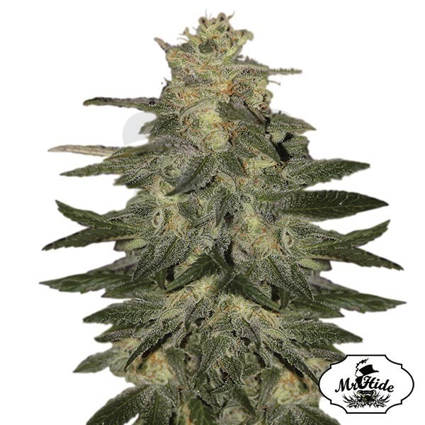 Auto Mazar Blue - Mr Hide Seeds - feminizada - Grow Barato
