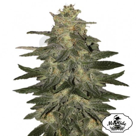 Auto Mazar Blue - Mr Hide Seeds - feminizada - Grow Barato Auto Mazar Blue - Mr Hide Seeds - feminizada - Grow Barato