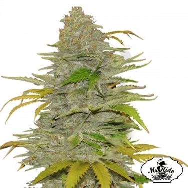 Auto Diesel Mass - Mr Hide Seeds - hembra - Grow Barato