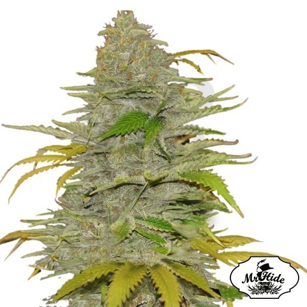 Auto Diesel Mass - Mr Hide Seeds - hembra - Grow Barato