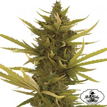 Auto Black Banana - Mr Hide Seeds - hembra - Grow Barato