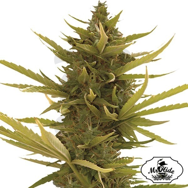 Auto Black Banana - Mr Hide Seeds - hembra - Grow Barato