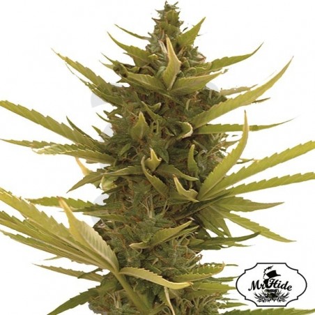 Auto Banana Preto - Mr Hide Seeds - feminino - Grow Barato Auto Banana Preto - Mr Hide Seeds - feminino - Grow Barato