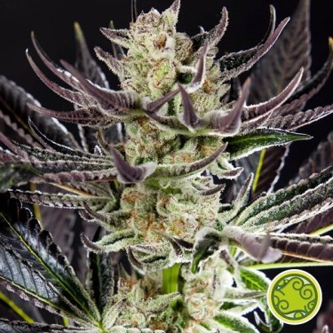 Buy Purple Punch x Do-Si-Dos - Grow Barato