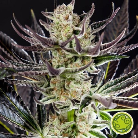 Buy Purple Punch x Do-Si-Dos - Grow Barato Buy Purple Punch x Do-Si-Dos - Grow Barato