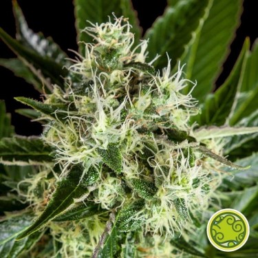 Pure CBD Punch Marijuana Plant