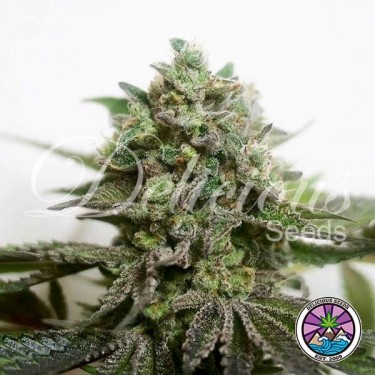 Comprar Delimed CBD Plus Delicious Seeds - GB